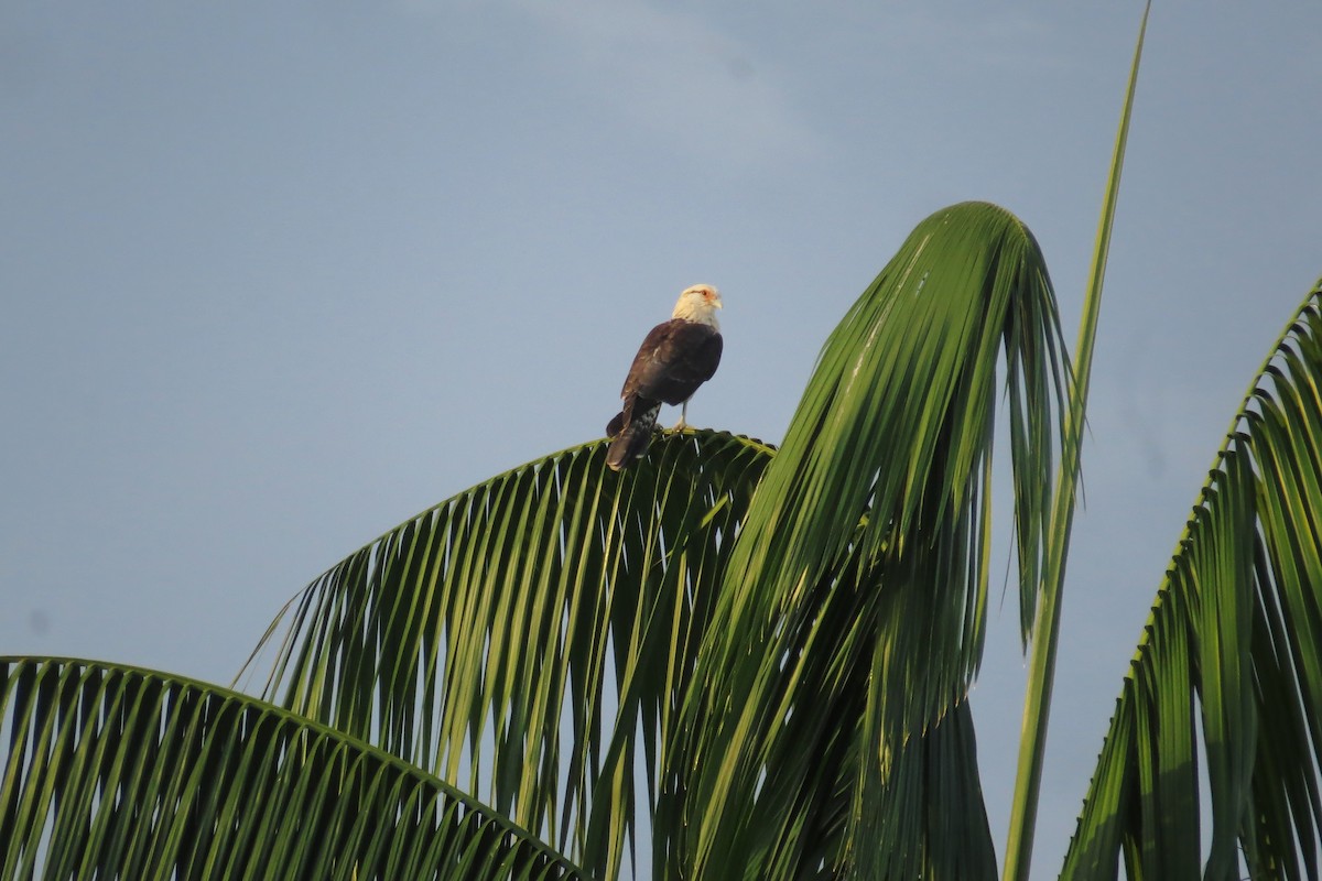 Caracara à tête jaune - ML610094619