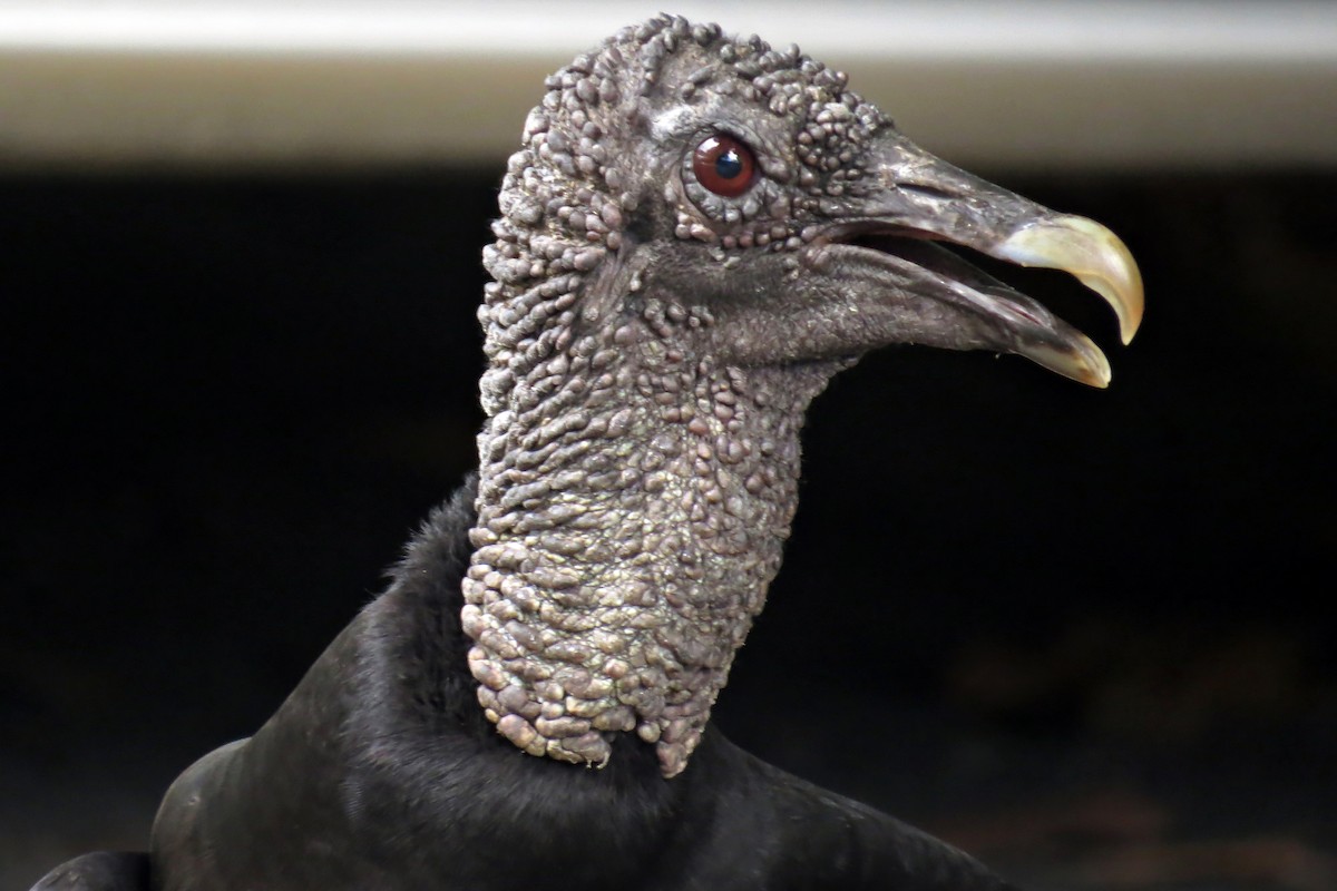 Black Vulture - Tomaz Melo