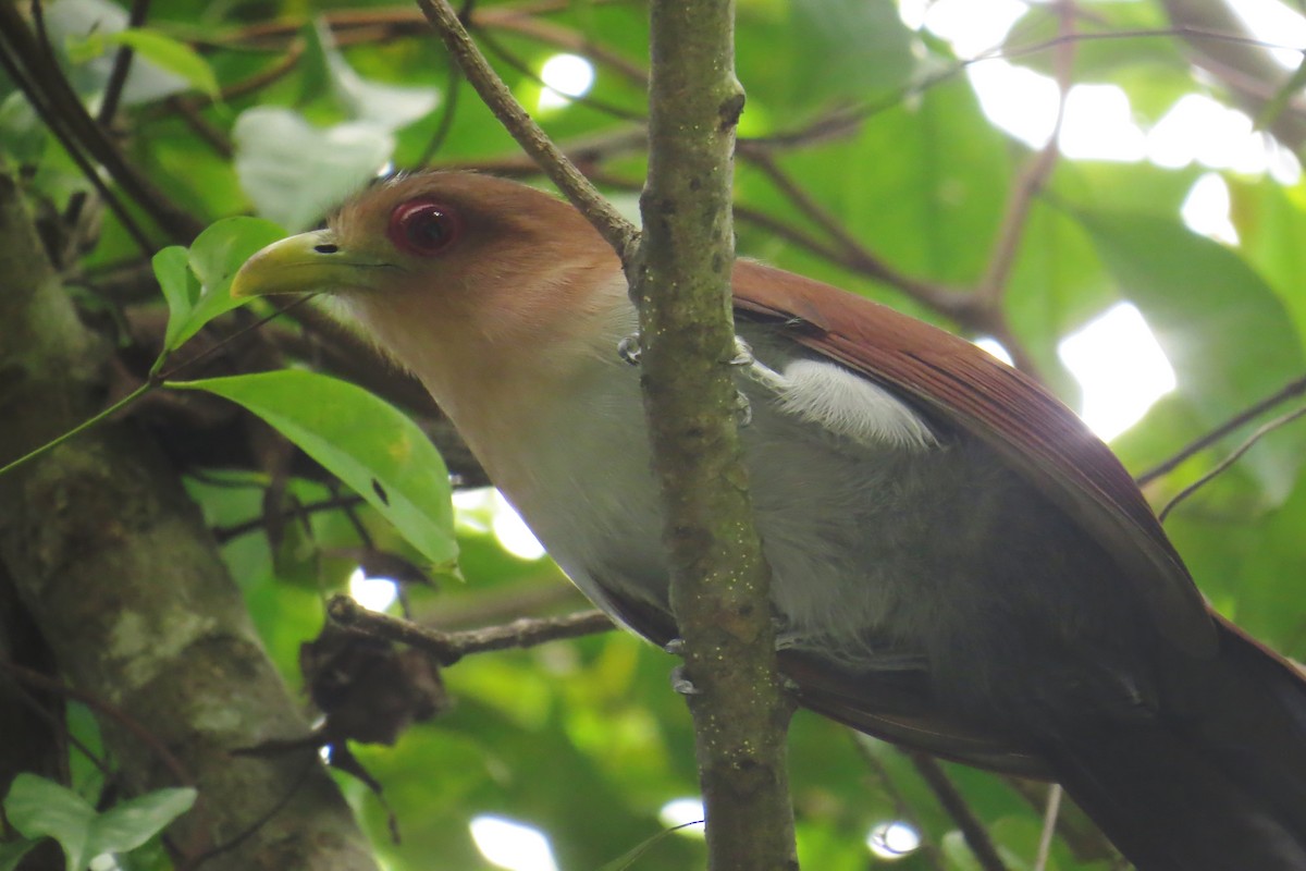 Squirrel Cuckoo - ML610094630