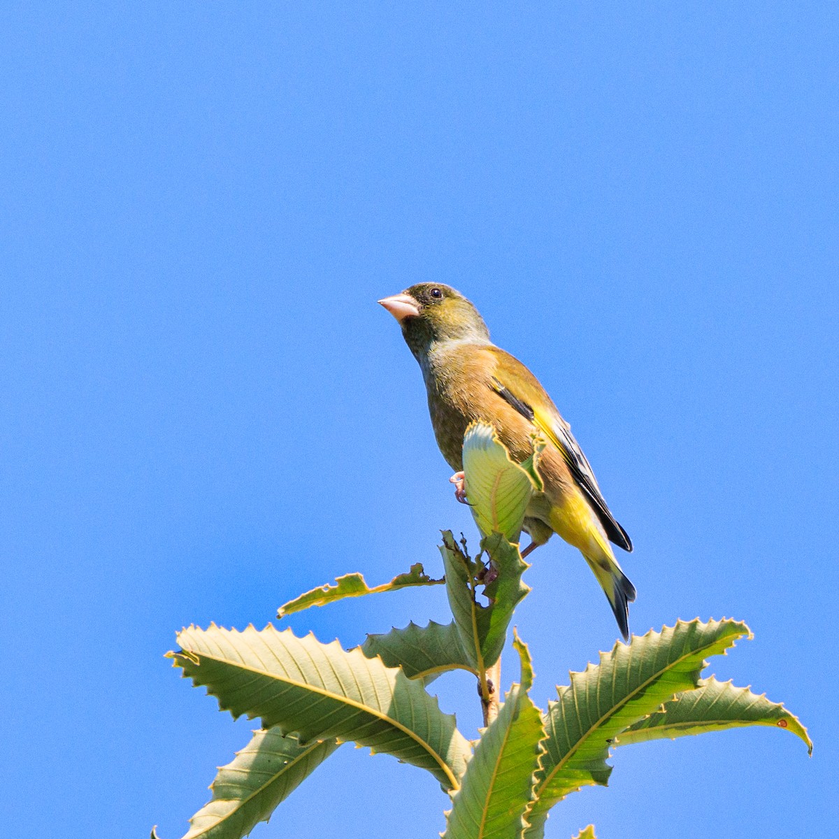 Oriental Greenfinch - ML610094637