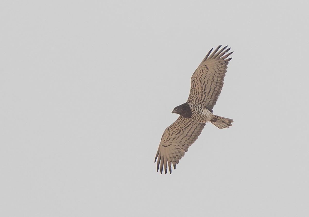 Short-toed Snake-Eagle - Veikko Salo