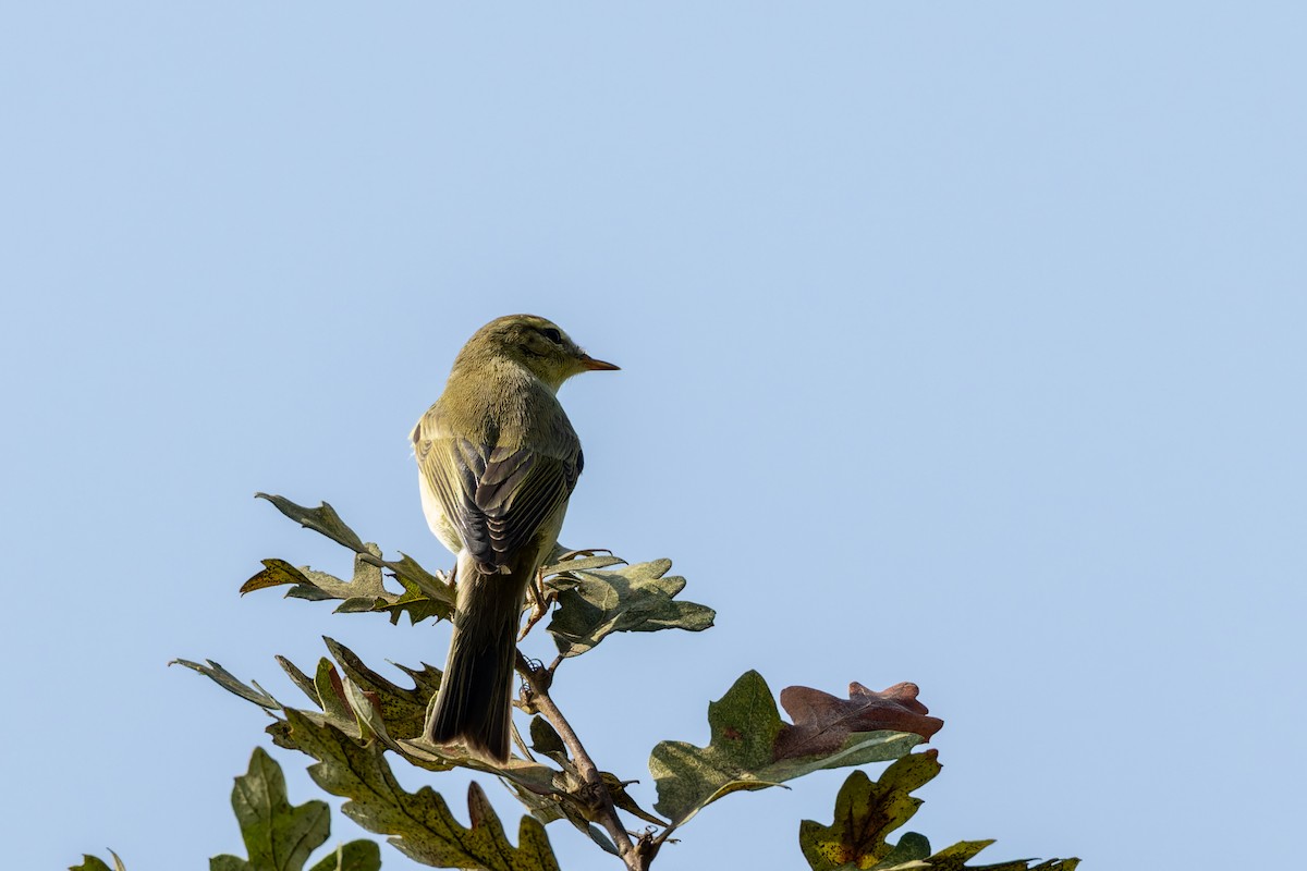 Willow Warbler/Common Chiffchaff - ML610094816