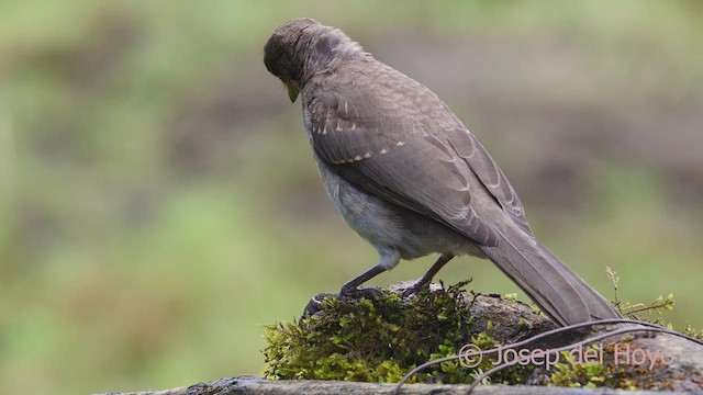 Black-billed Thrush (Drab) - ML610094980