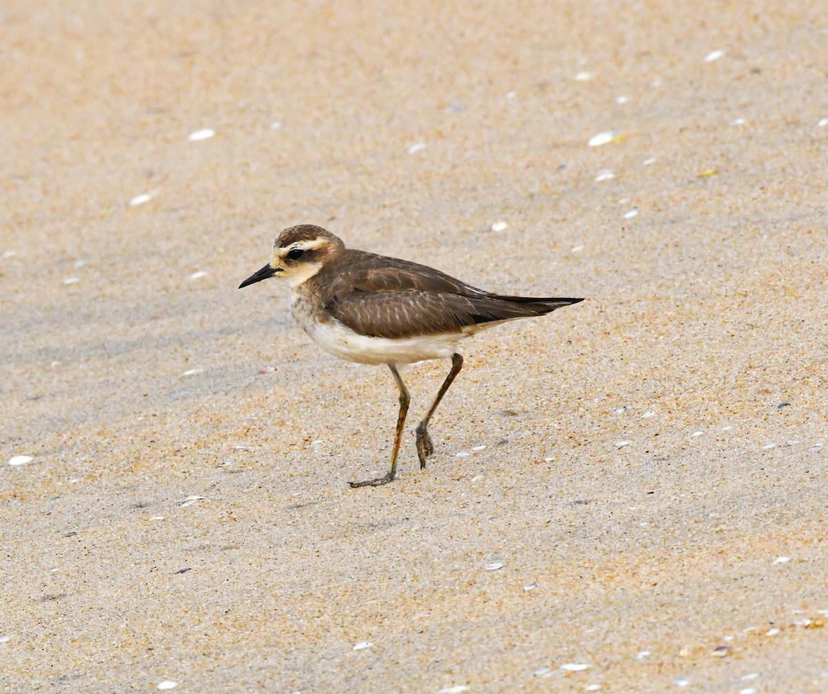 Caspian Plover - ML610094984