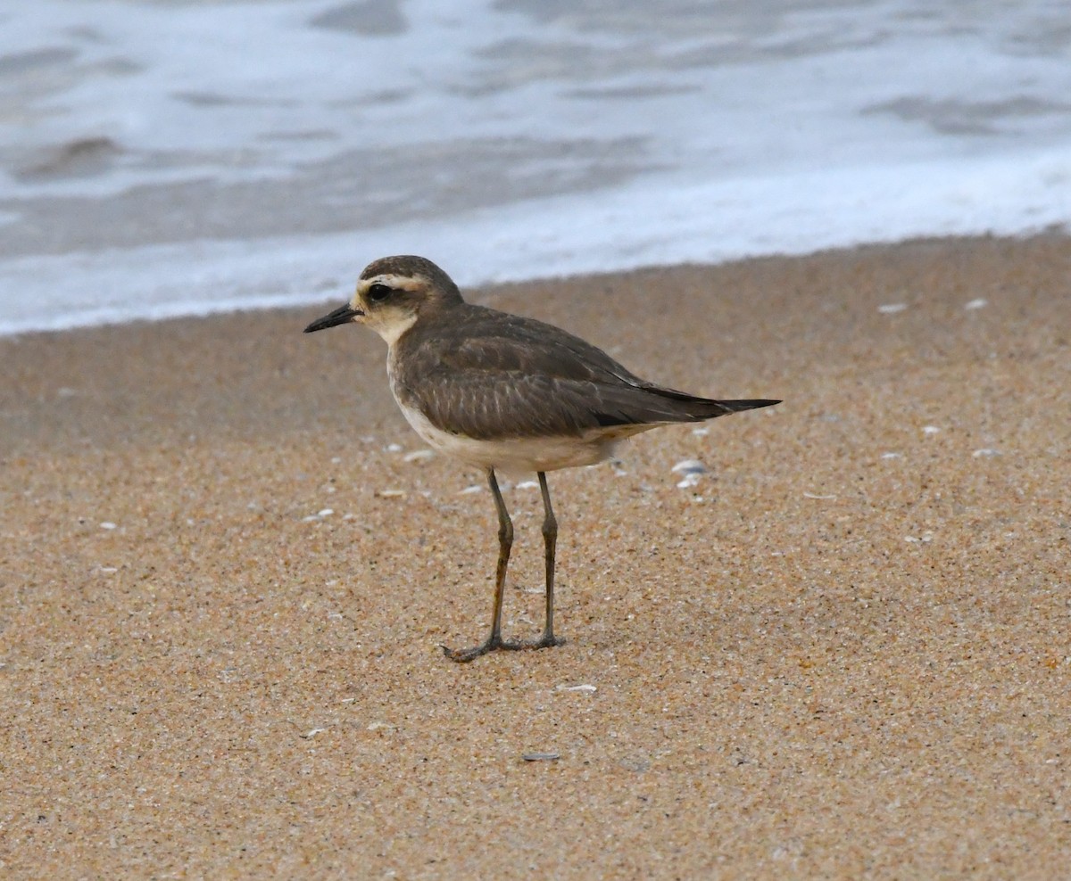 Caspian Plover - ML610095008