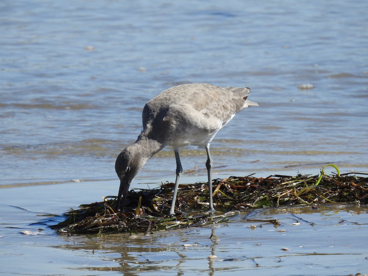 Willet - ML610095055