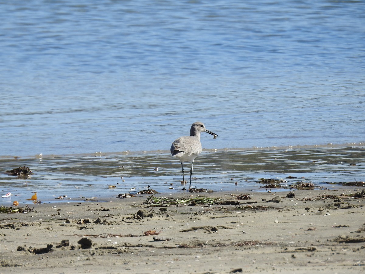 Willet - ML610095065