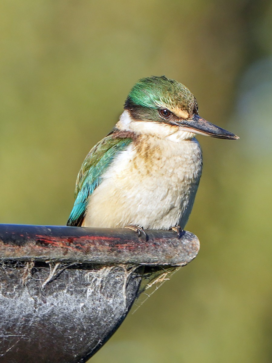 Sacred Kingfisher - ML610095078