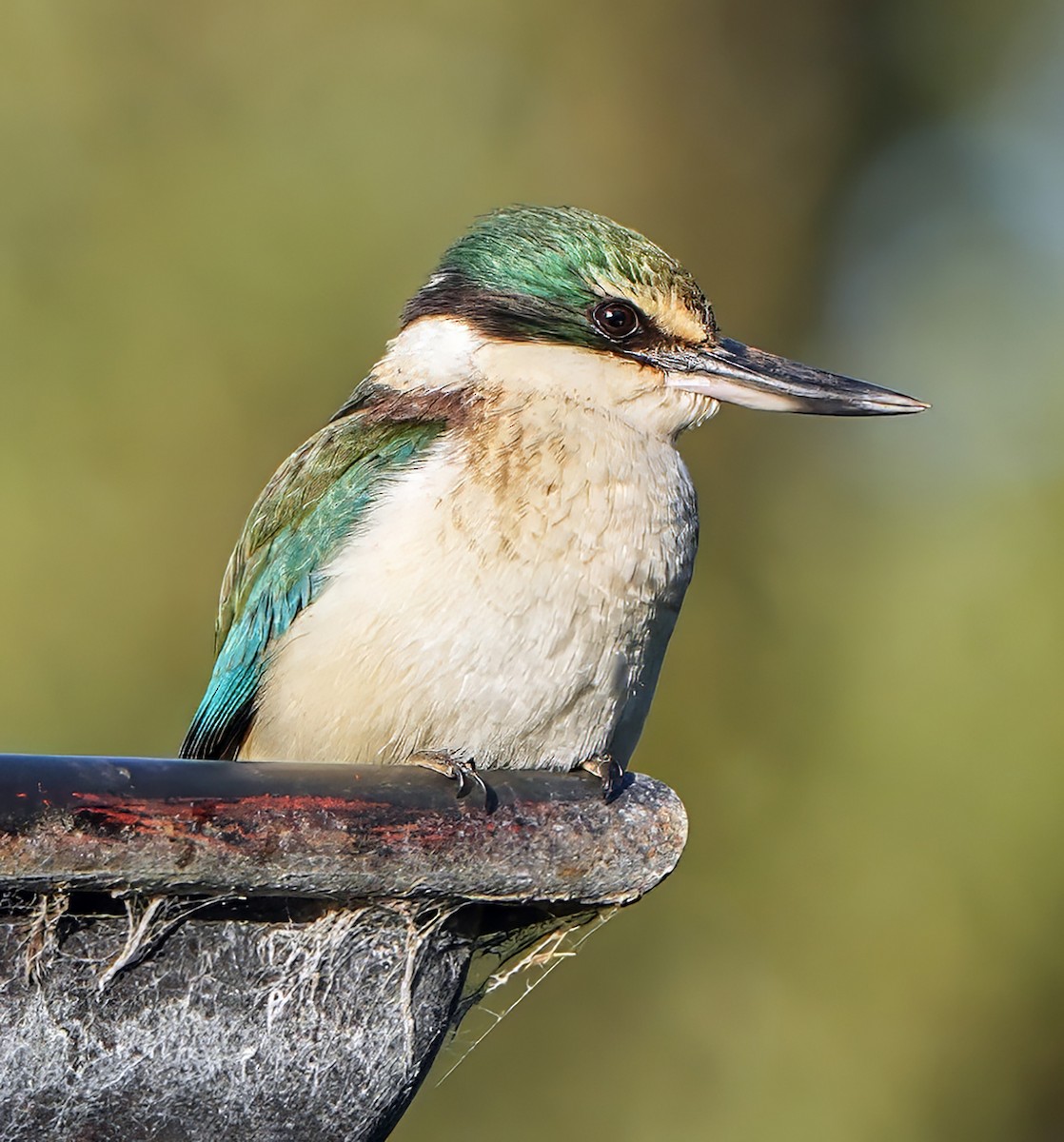 Sacred Kingfisher - ML610095079