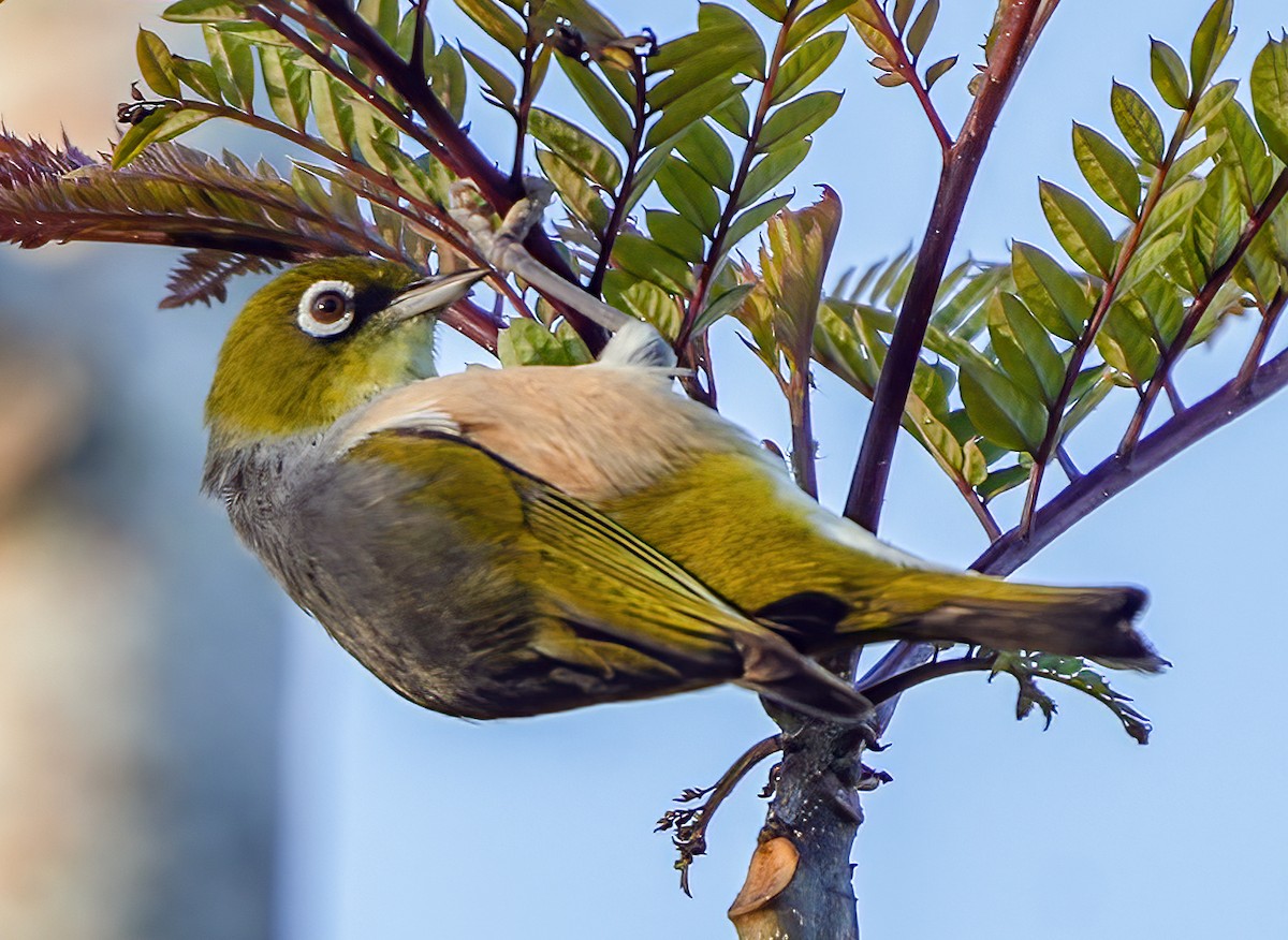 Silvereye - David Carson