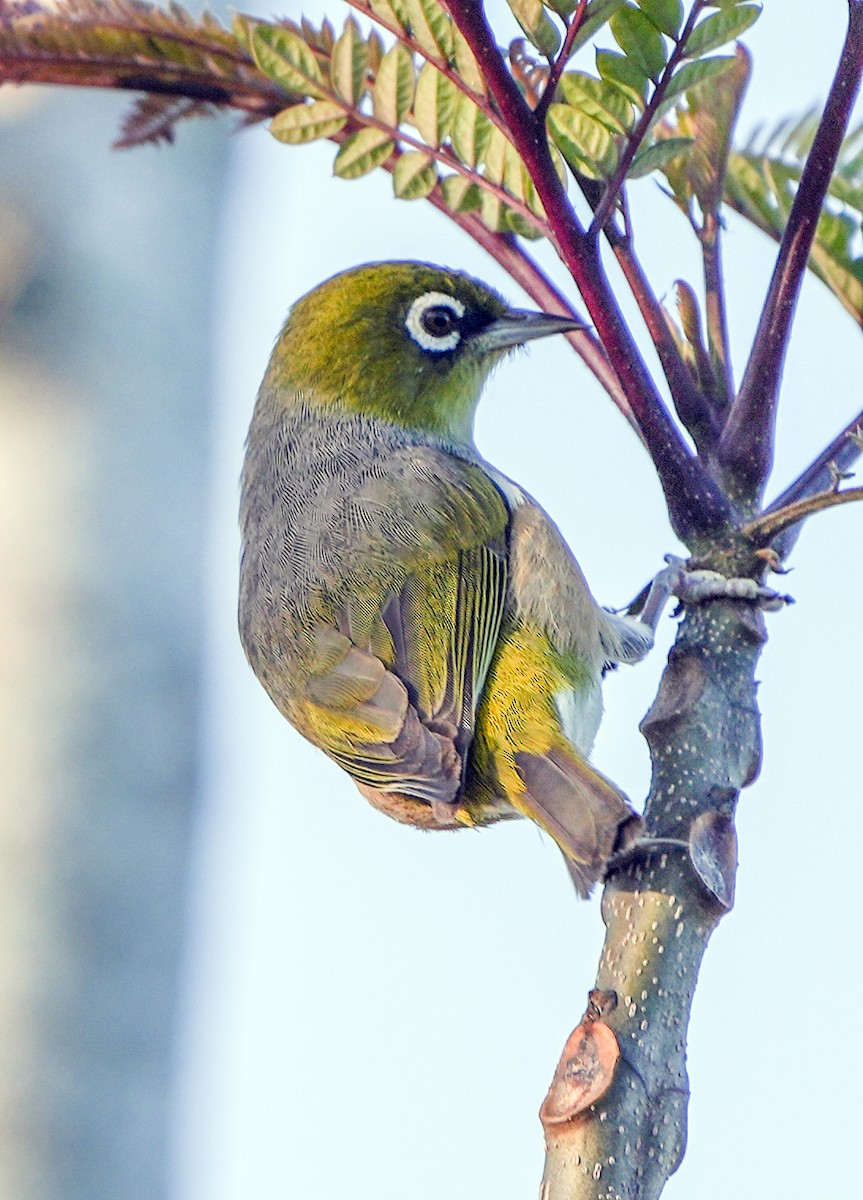 Silvereye - ML610095084