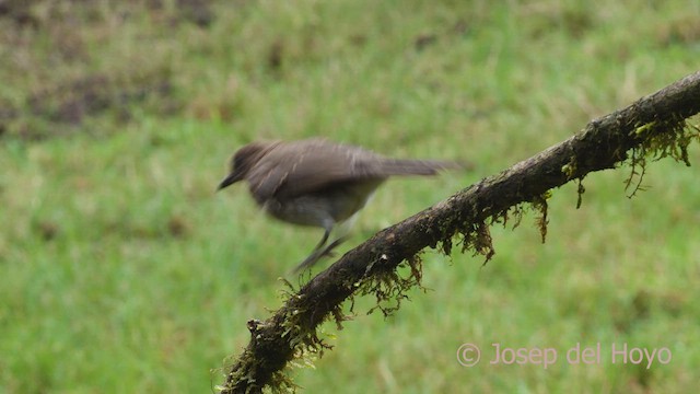 Black-billed Thrush (Drab) - ML610095124