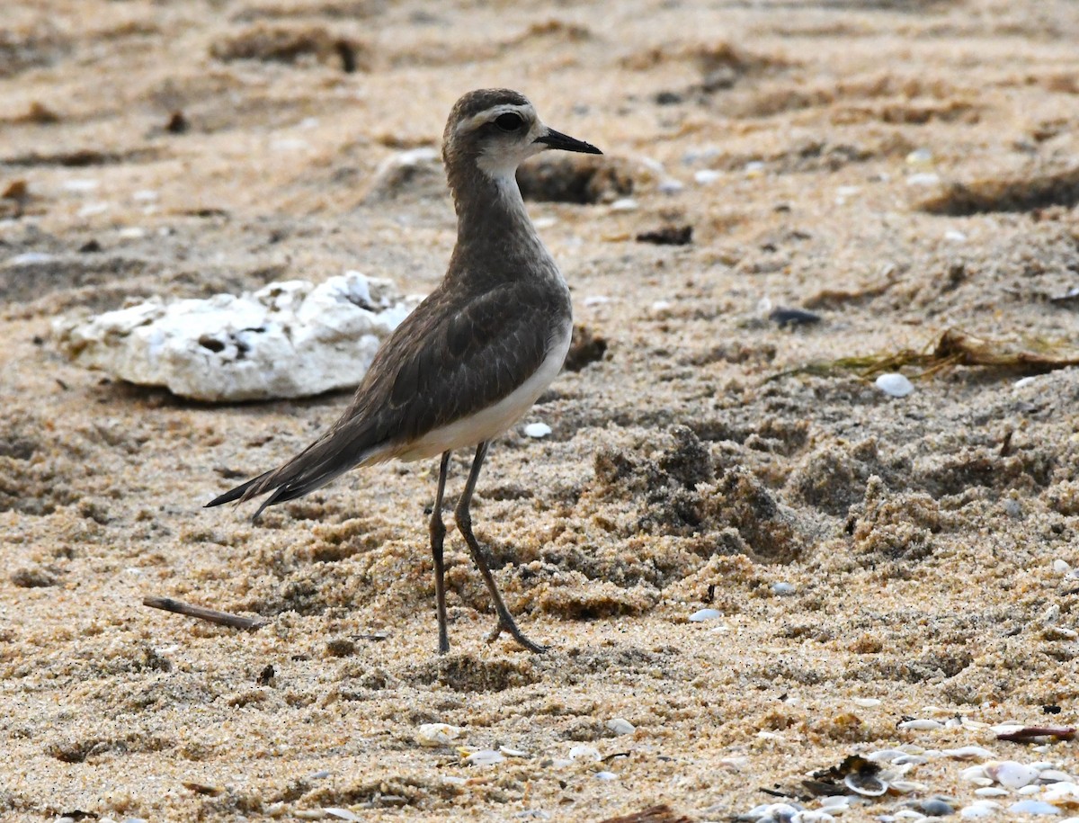 Caspian Plover - ML610095148