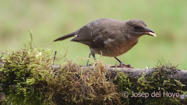 Black-billed Thrush (Drab) - ML610095240