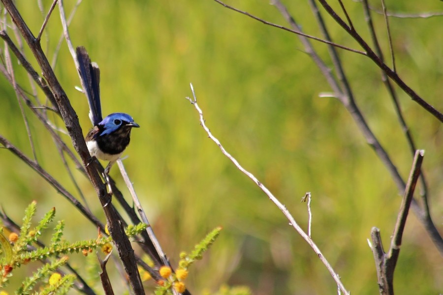 Purple-backed Fairywren - ML610095242