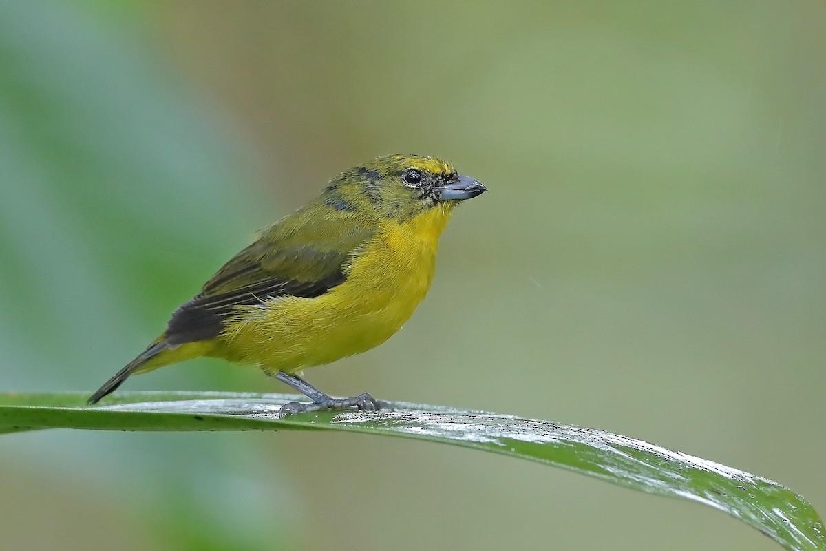 Orange-bellied Euphonia - ML610095302