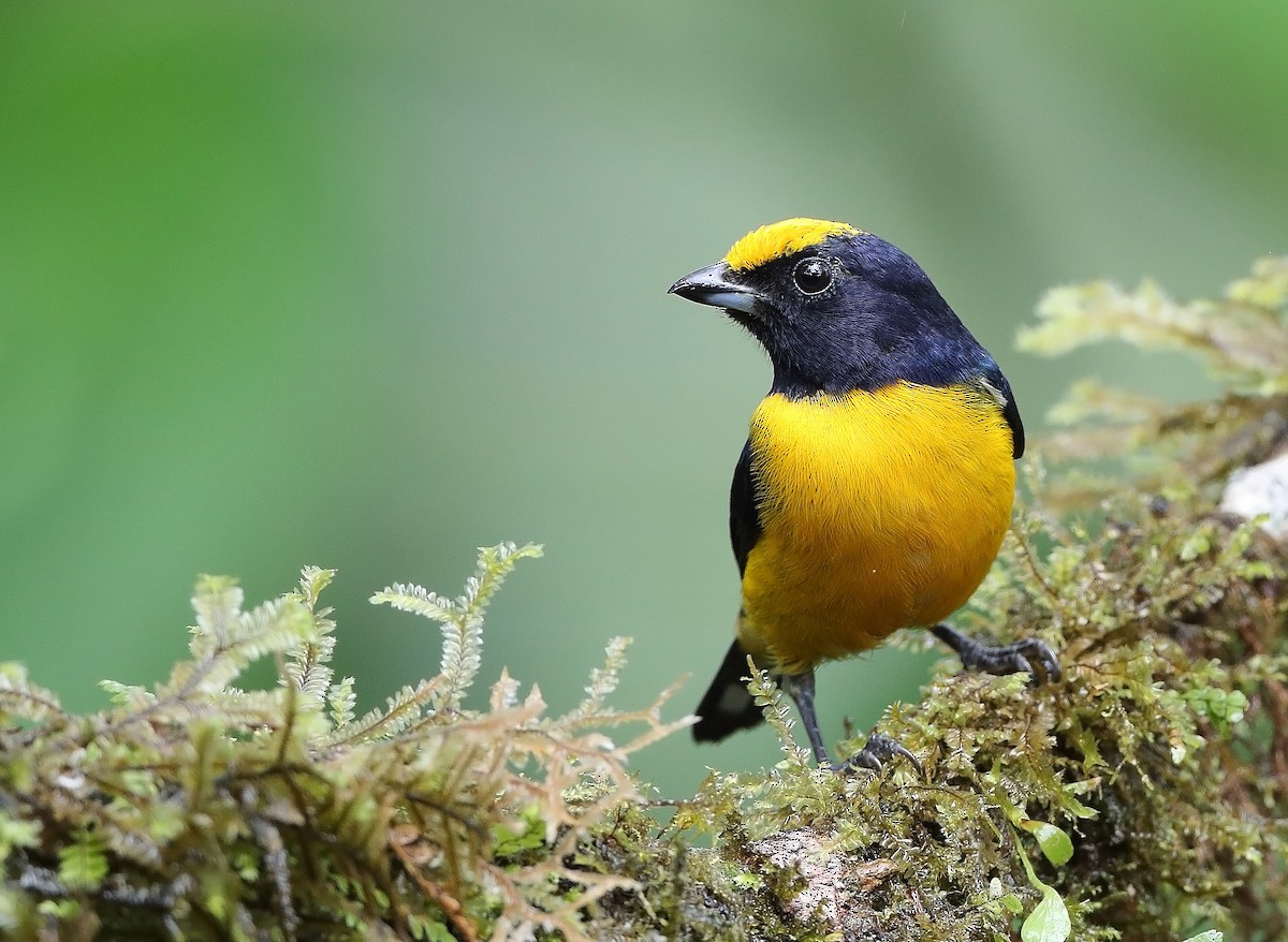 Orange-bellied Euphonia - ML610095305