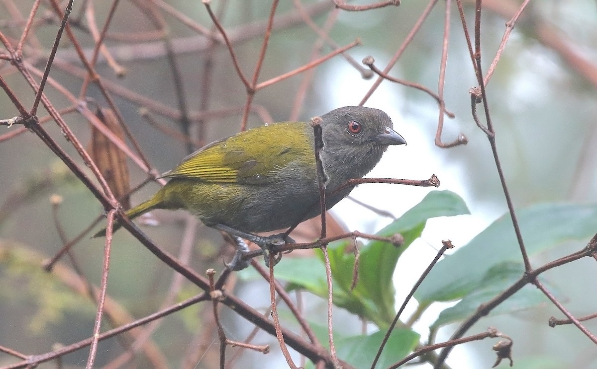 Dusky Chlorospingus - ML610095306