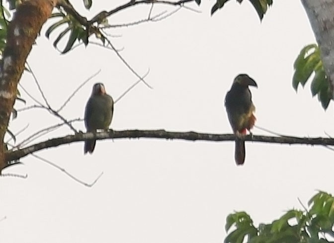 Guianan Toucanet - ML610095355