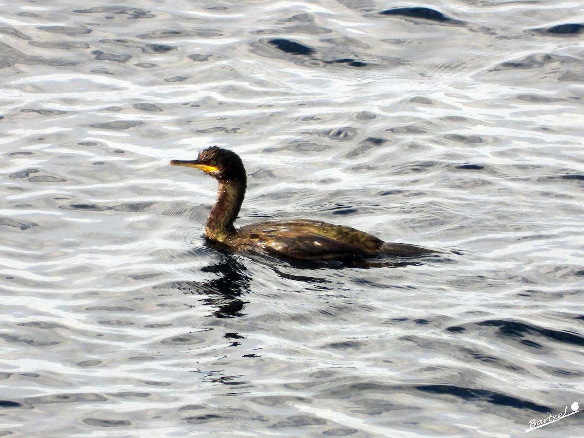 Cormorán Moñudo - ML610095396