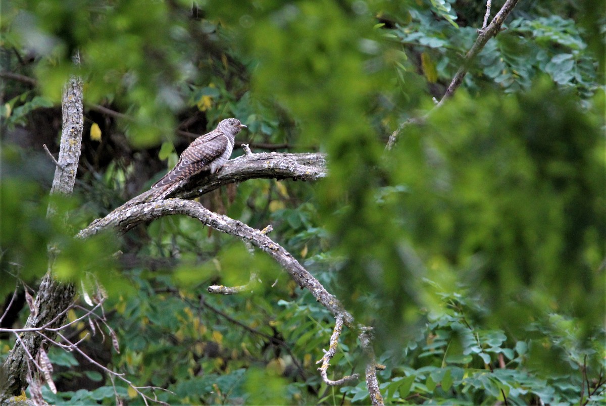 Common Cuckoo - Quim Minoves