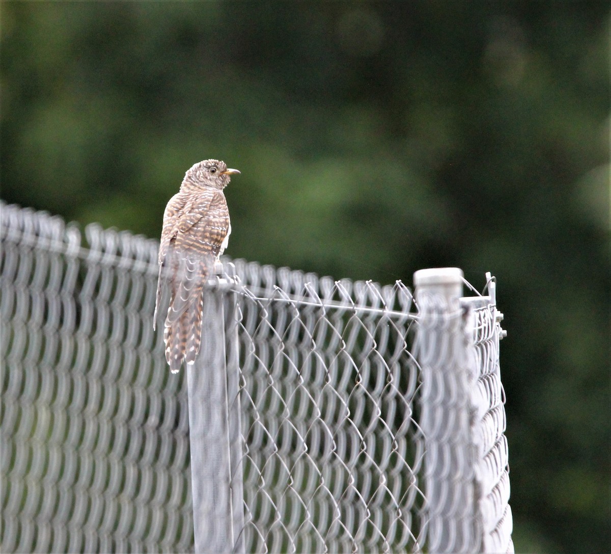 Common Cuckoo - ML610095434