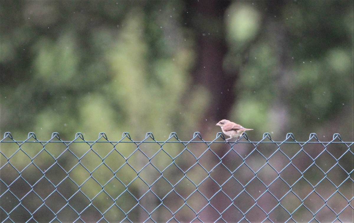 Red-backed Shrike - Quim Minoves