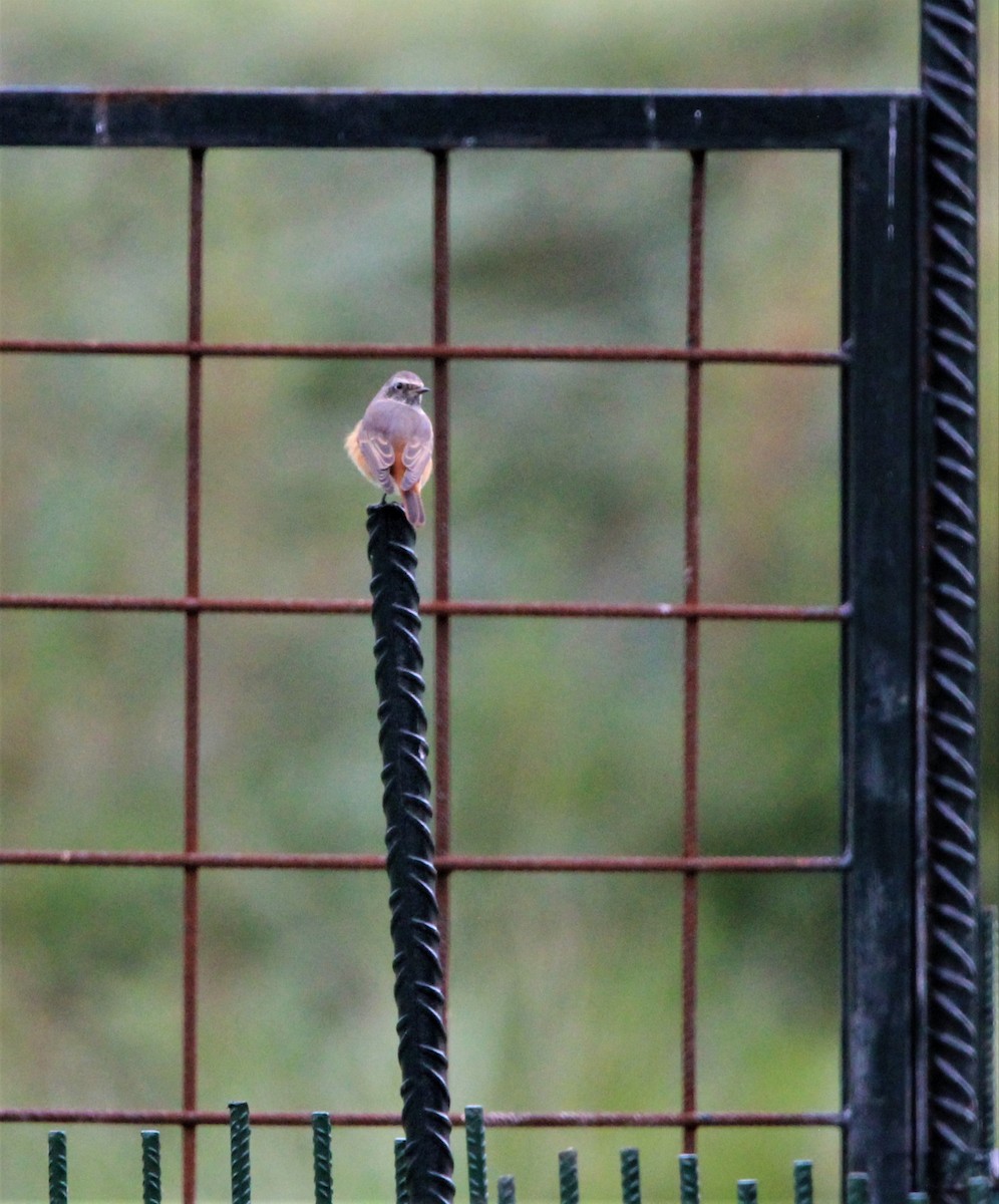 Common Redstart - ML610095461