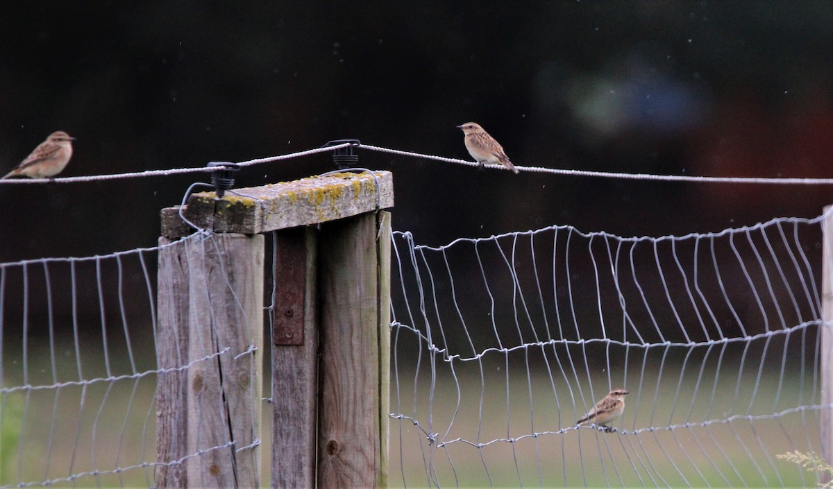 Whinchat - Quim Minoves