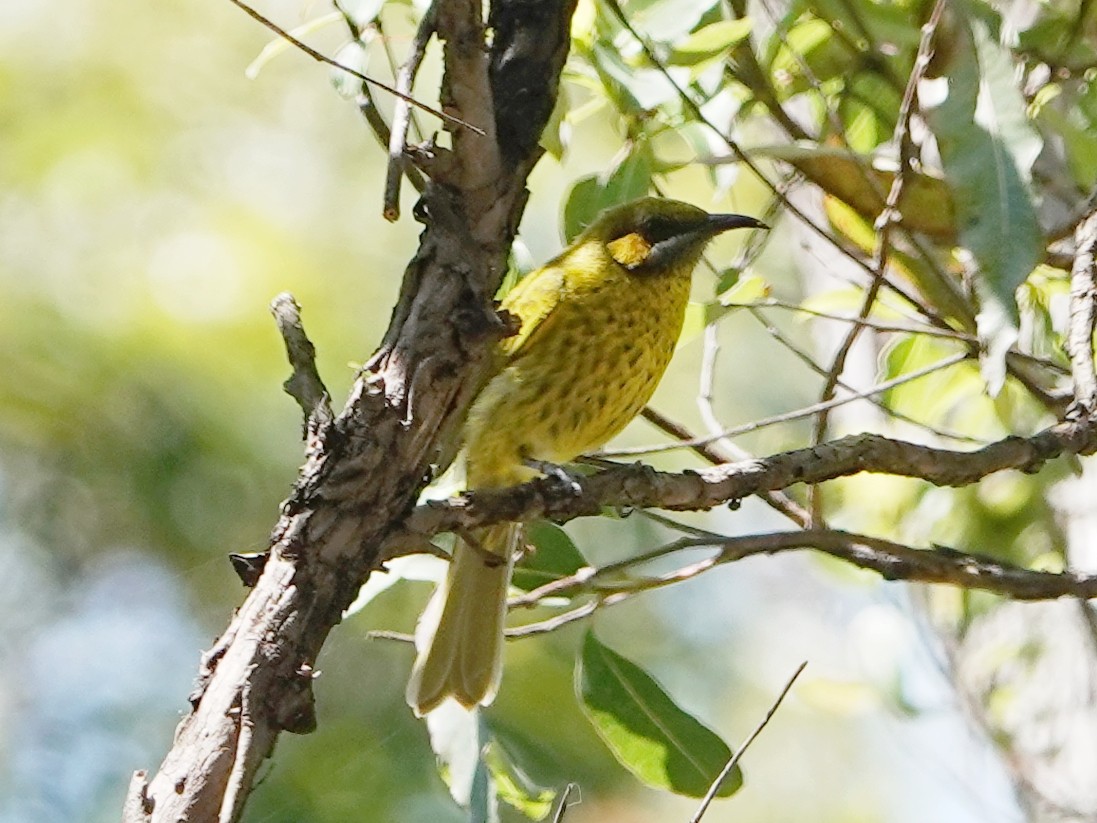 Yellow-eared Honeyeater - Barry Reed