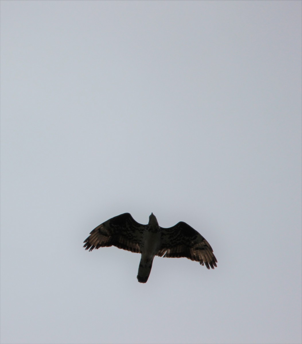 European Honey-buzzard - ML610095522