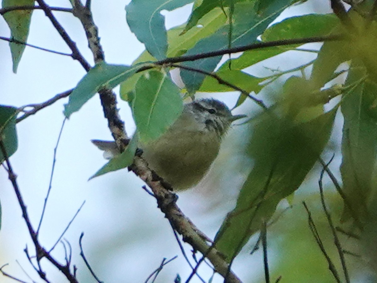 Timor Leaf Warbler - Barry Reed