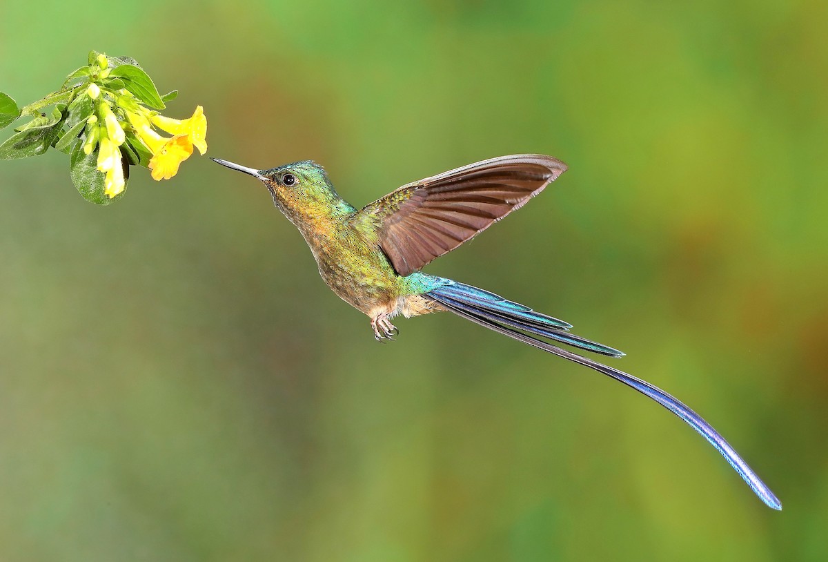 Violet-tailed Sylph - sheau torng lim