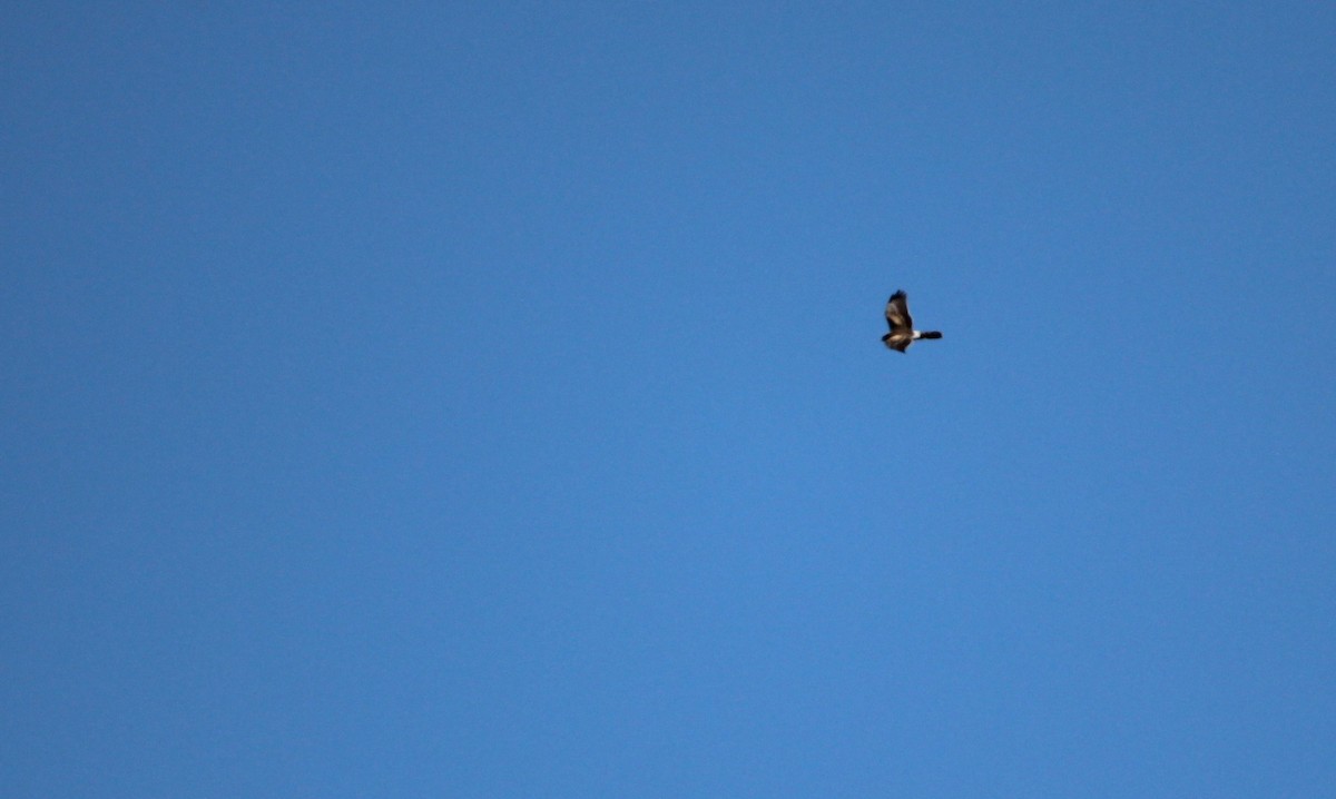 Montagu's Harrier - ML610095560