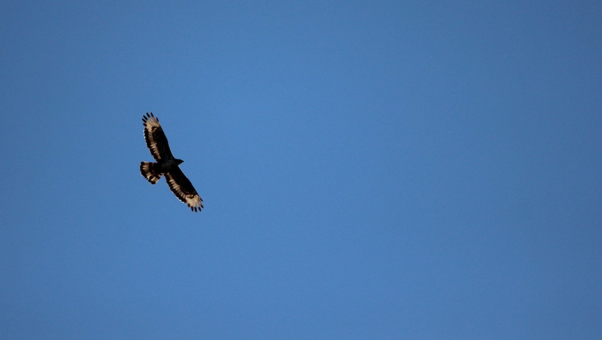 European Honey-buzzard - ML610095569