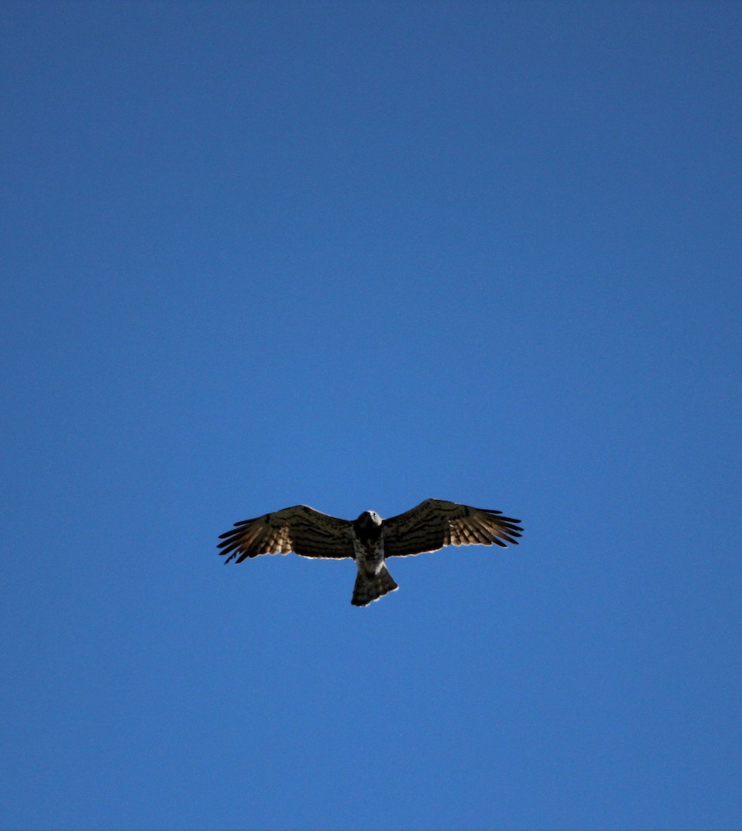 Short-toed Snake-Eagle - ML610095606