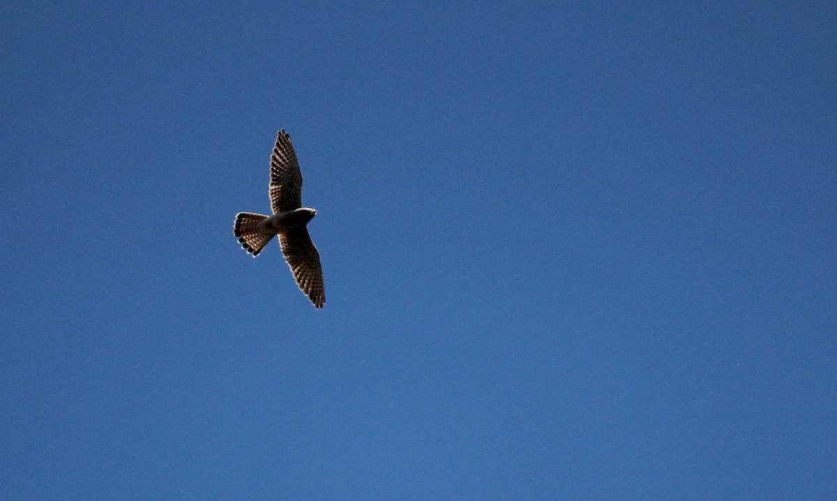 Eurasian Kestrel - ML610095607