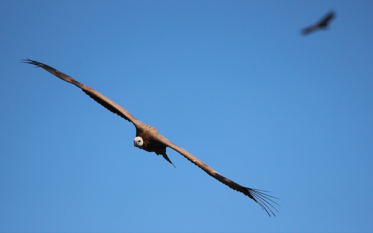 Eurasian Griffon - ML610095613