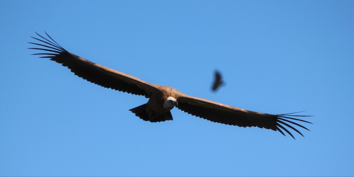 Eurasian Griffon - ML610095615