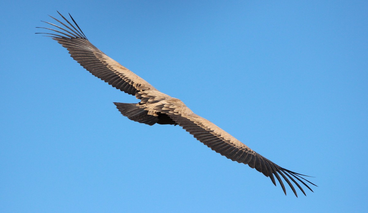 Eurasian Griffon - ML610095616