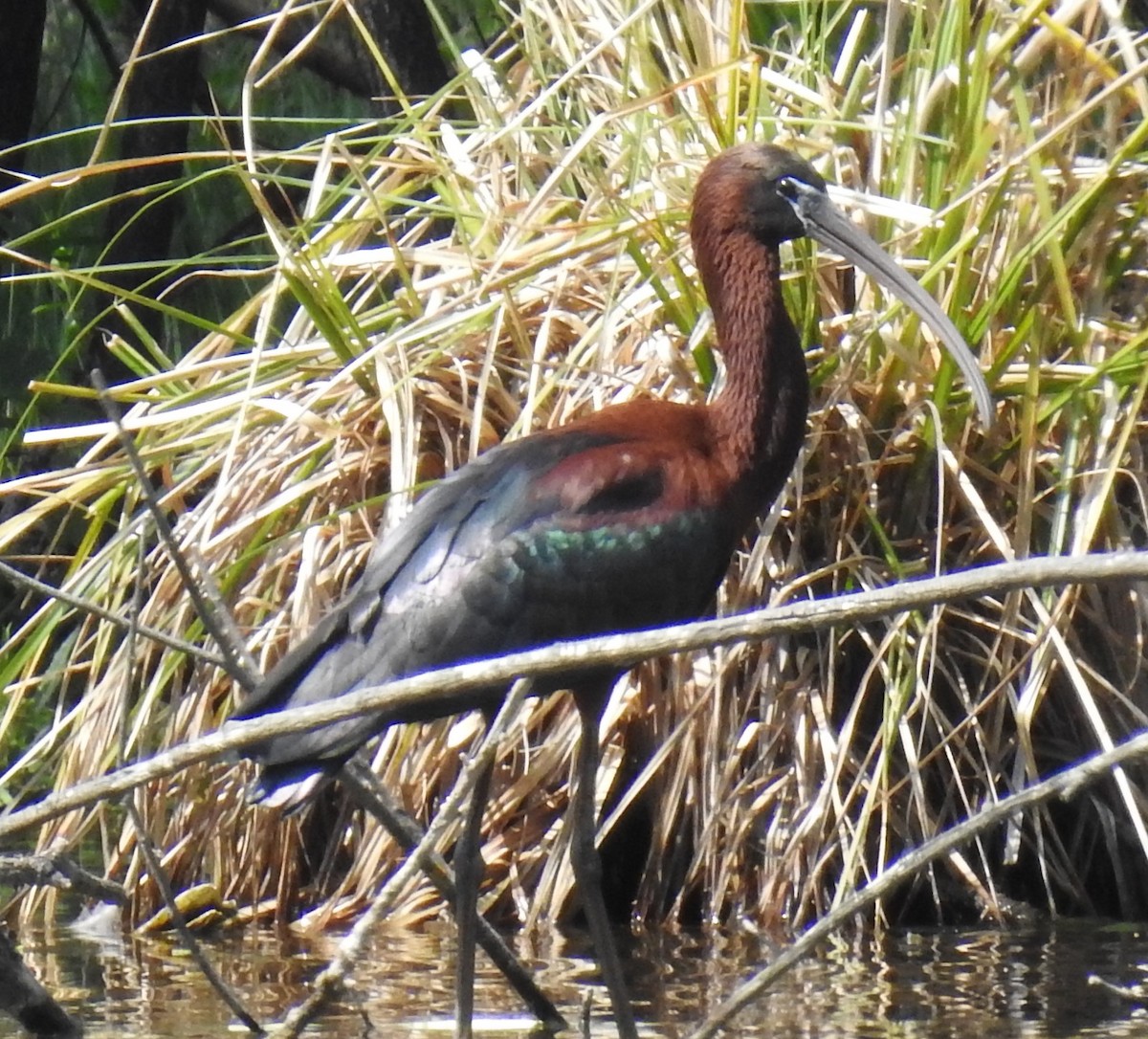 Glossy Ibis - ML610095624