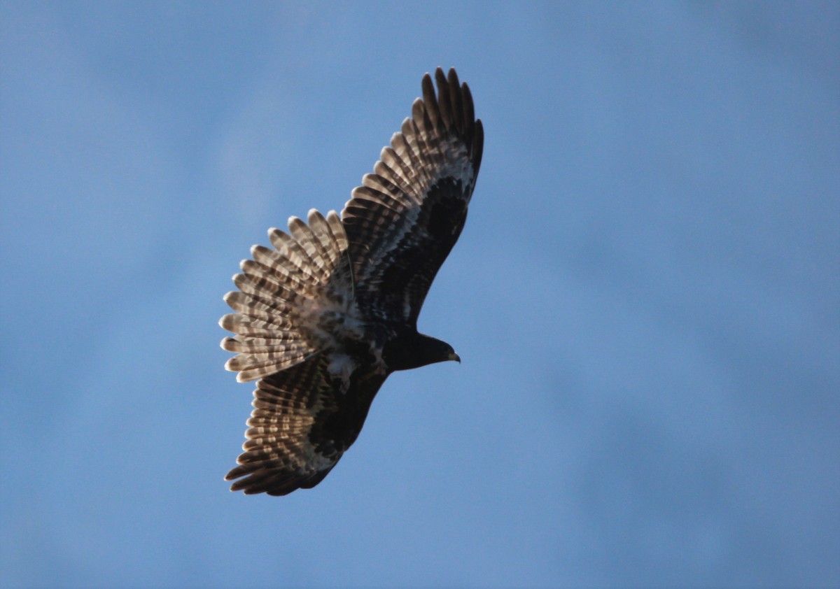 European Honey-buzzard - ML610095640