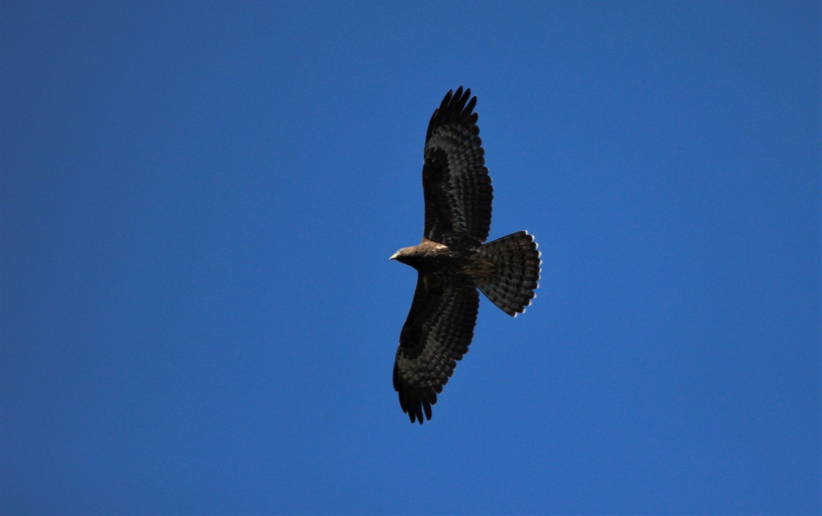 European Honey-buzzard - ML610095641