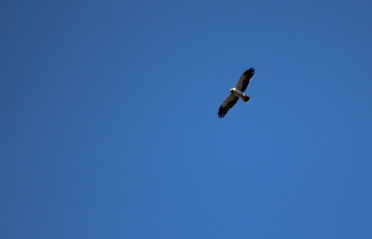 Booted Eagle - ML610095643