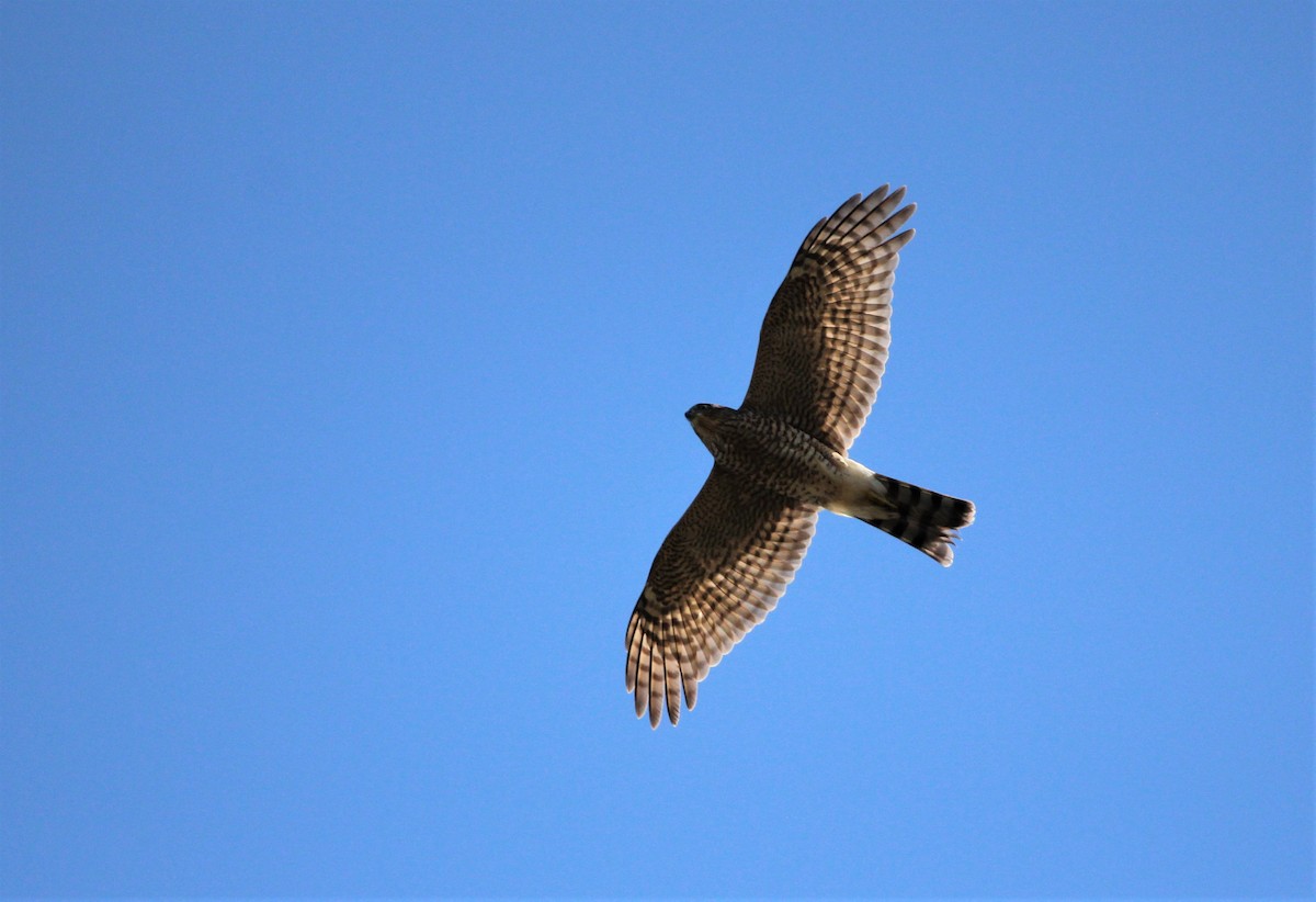 Eurasian Sparrowhawk - ML610095647