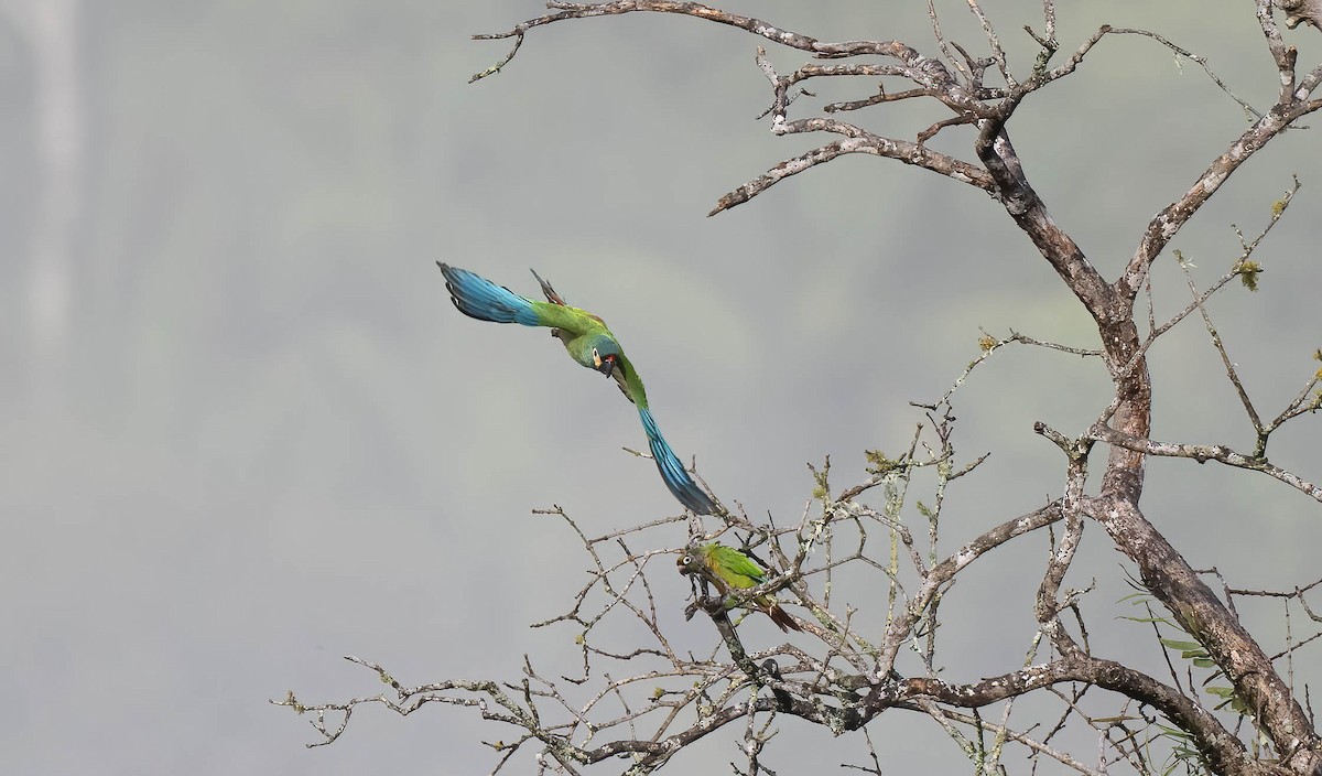 Blue-winged Macaw - ML610095665