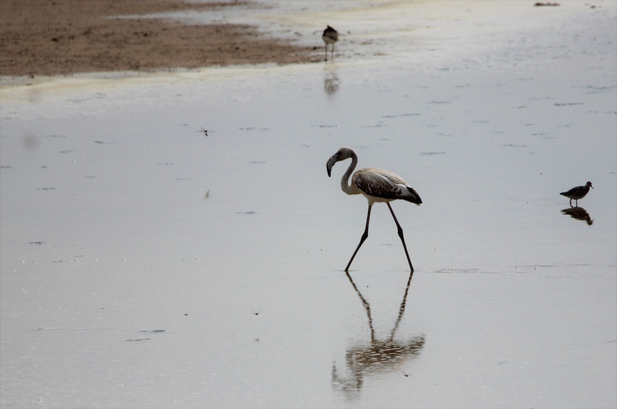 Greater Flamingo - ML610095670