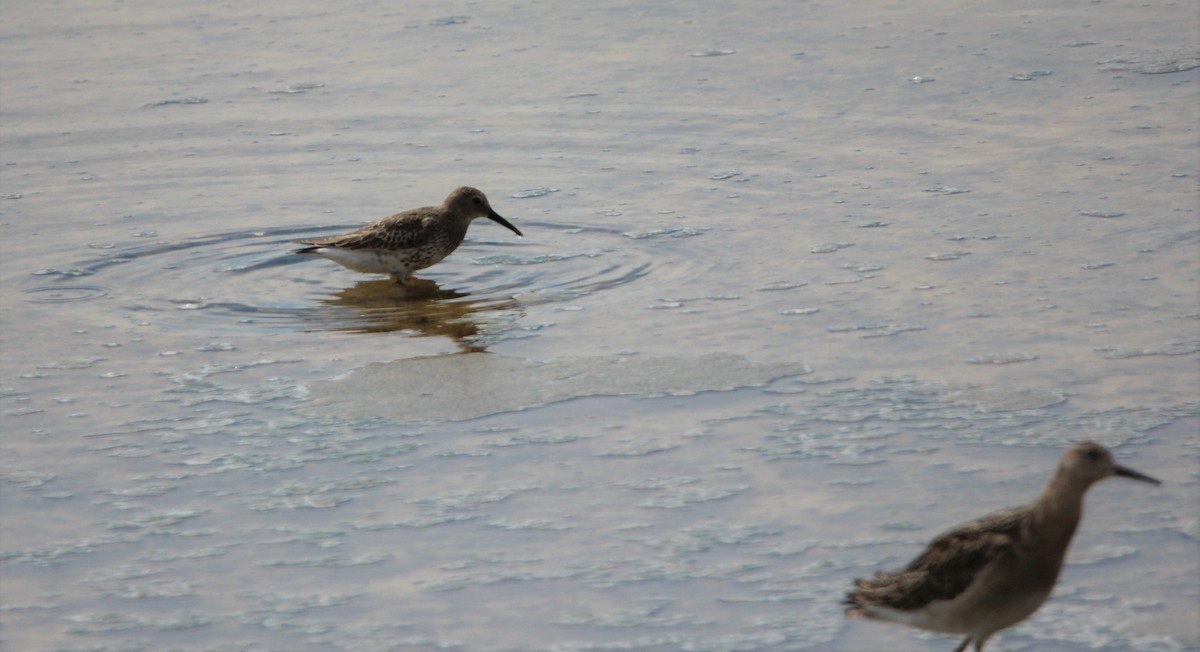 Dunlin - Quim Minoves