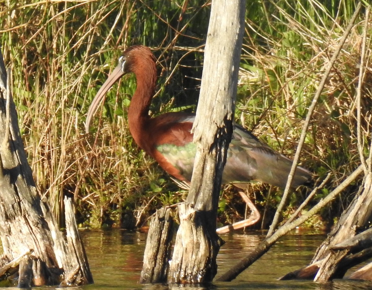 ibis hnědý - ML610095690