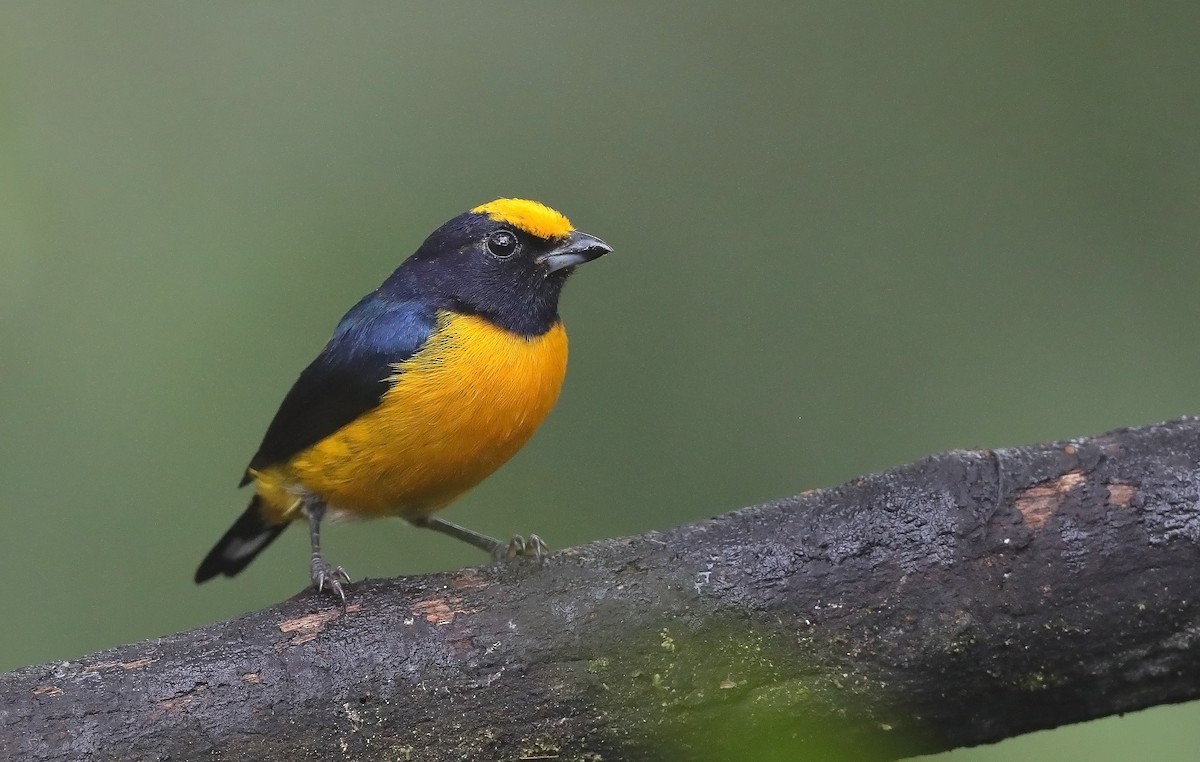 Orange-bellied Euphonia - ML610095705